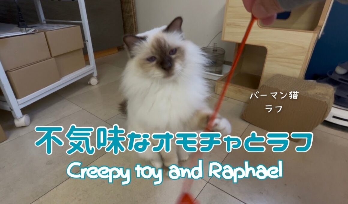 バーマン猫ラフ【不気味なオモチャとラフ】Creepy toy and Raphael（バーマン猫）Birman/Cat