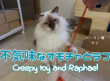 バーマン猫ラフ【不気味なオモチャとラフ】Creepy toy and Raphael（バーマン猫）Birman/Cat