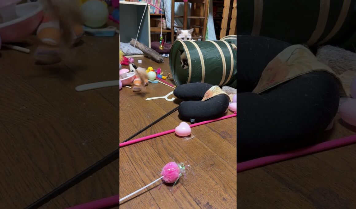 シャムの子ネコ雫「猫トンネルの中にる兄パンダに、ネコジャラシしたらｗ」