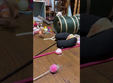 シャムの子ネコ雫「猫トンネルの中にる兄パンダに、ネコジャラシしたらｗ」