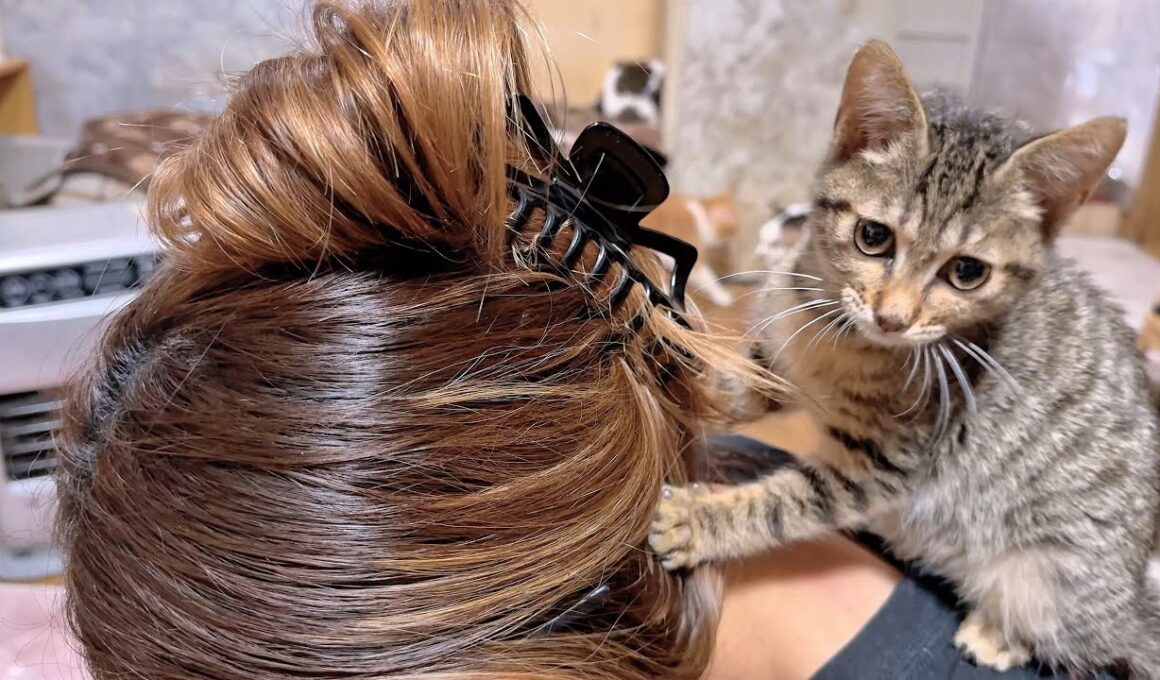 お姉ちゃんの頭が大好きすぎて思わず噛んじゃった子猫