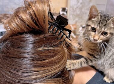 お姉ちゃんの頭が大好きすぎて思わず噛んじゃった子猫
