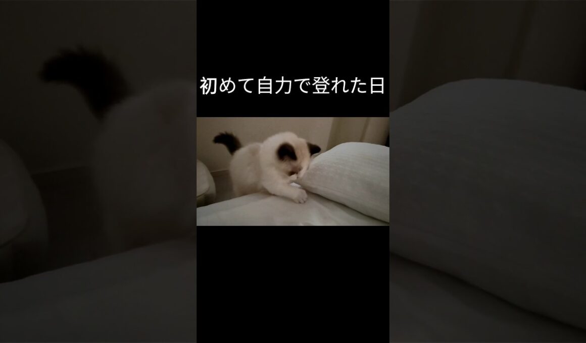 喋り方には触れないで。#shorts #ラグドール #子猫 #猫のいる生活 #甘えん坊猫 #ぬいぐるみ猫