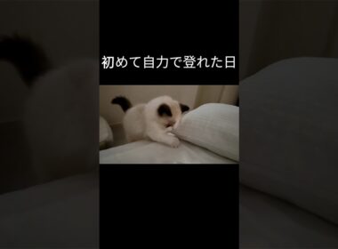 喋り方には触れないで。#shorts #ラグドール #子猫 #猫のいる生活 #甘えん坊猫 #ぬいぐるみ猫