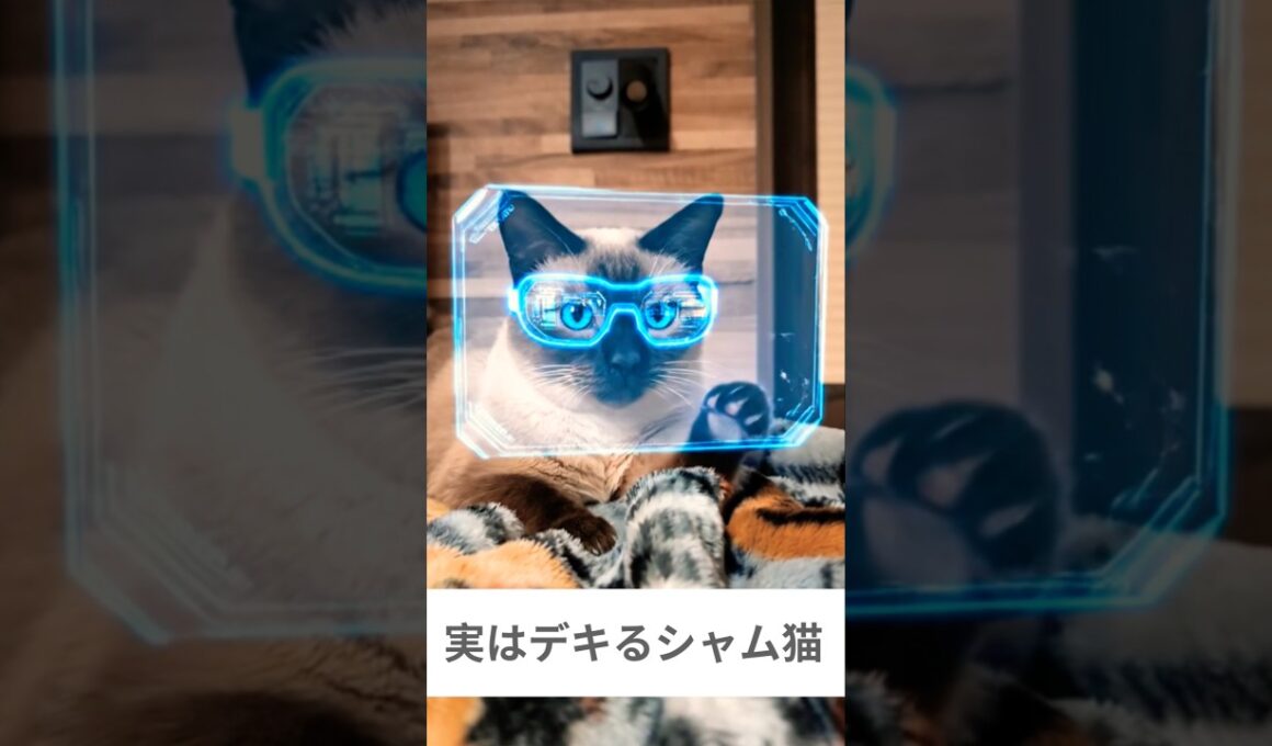 実はデキるシャム猫🐱 - Smart Cats - #shorts #cat