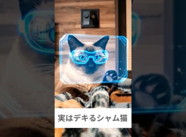 実はデキるシャム猫🐱 - Smart Cats - #shorts #cat