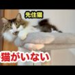 子猫がいなくなって寂しそうな先住猫