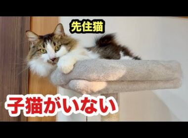 子猫がいなくなって寂しそうな先住猫