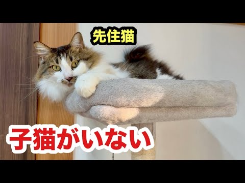 子猫がいなくなって寂しそうな先住猫