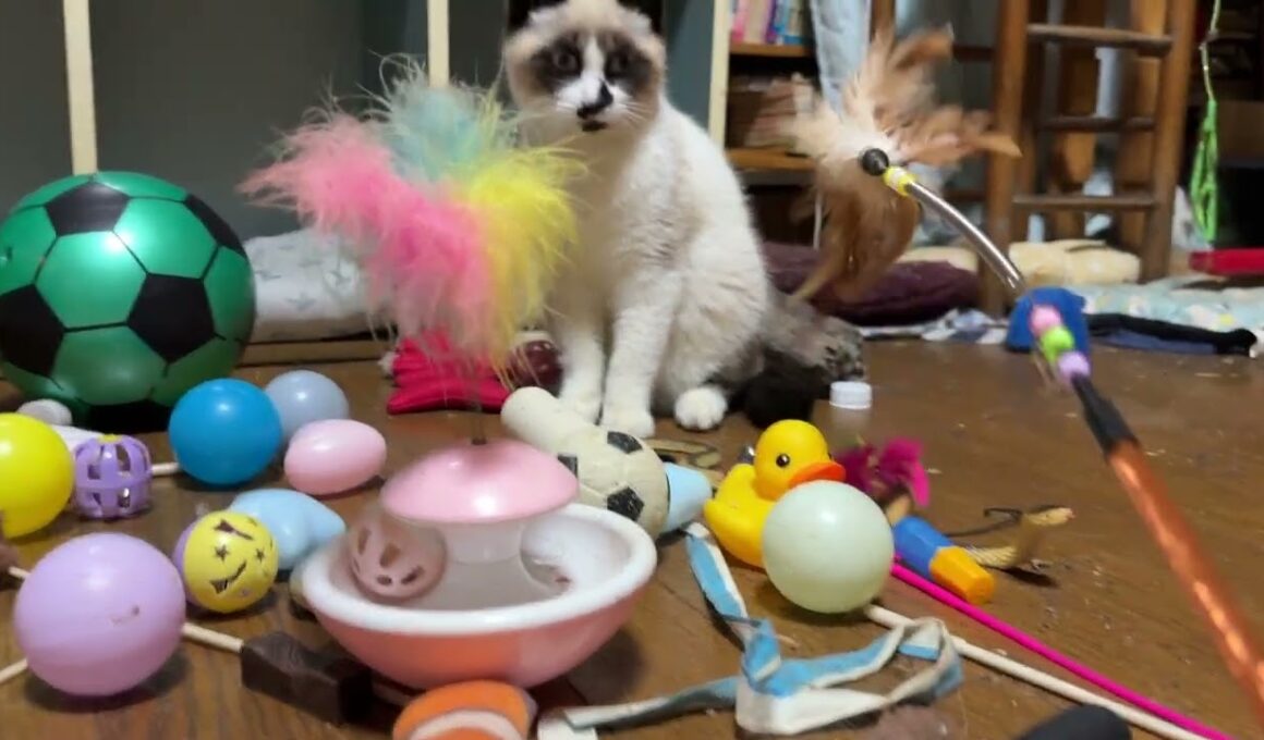 壊れたネコジャラシに、ネコジャラシをジョイント。遊ぼうよ。シャムの子ねこパンダくん。三毛猫ミックスが来て