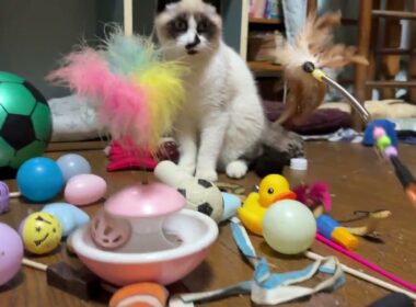 壊れたネコジャラシに、ネコジャラシをジョイント。遊ぼうよ。シャムの子ねこパンダくん。三毛猫ミックスが来て