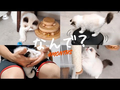 こんな鬼おっとりまんまる子猫、見たことある？？🤷🏻‍♀️