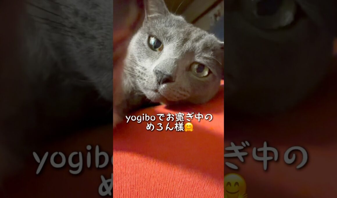 【ロシアンブルー】めろん🍈クリームパンのおてて💗大好き😚【猫】#shorts