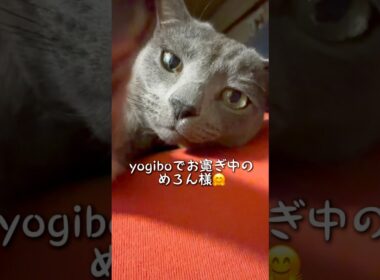 【ロシアンブルー】めろん🍈クリームパンのおてて💗大好き😚【猫】#shorts