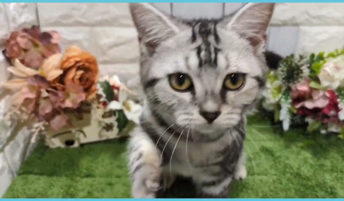 ペットショップcoo&riku No.00741155 アメリカンショートヘアー