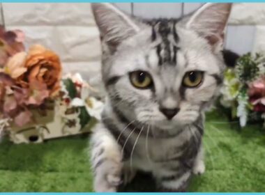 ペットショップcoo&riku No.00741155 アメリカンショートヘアー