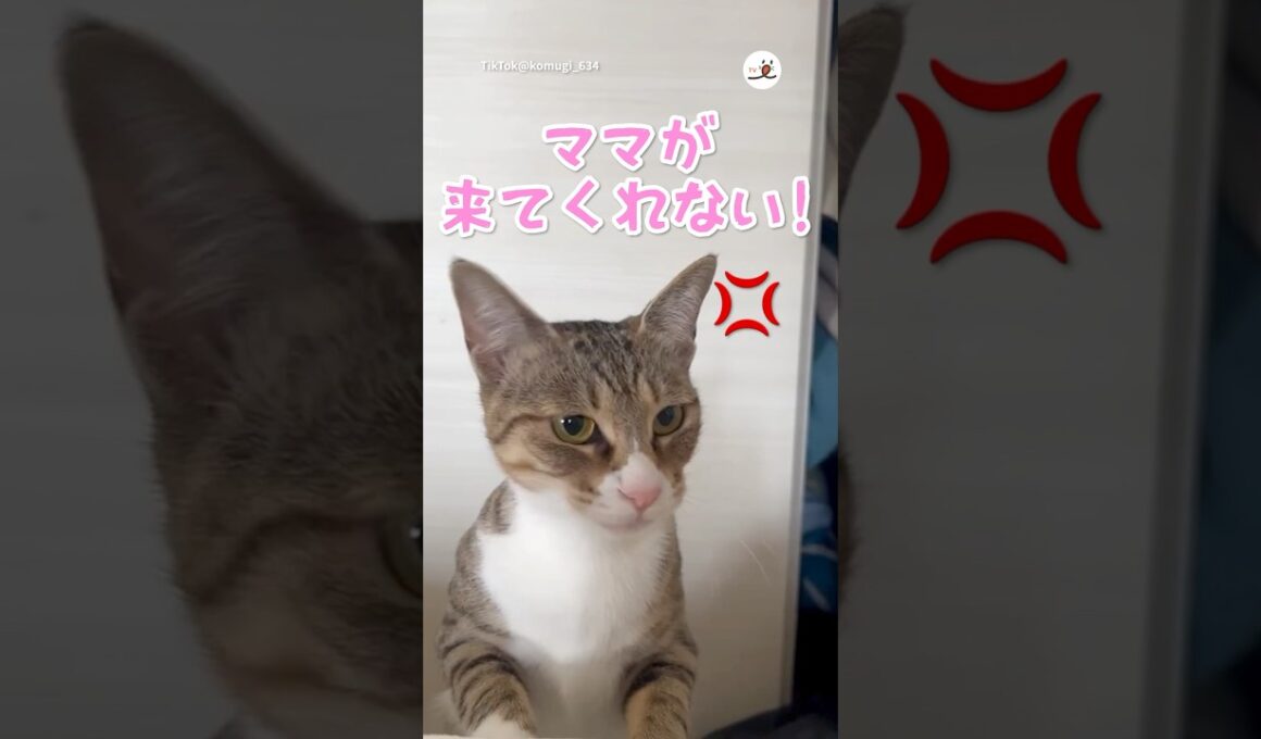 ママと一緒に寝たいけど…｜PECO