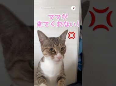 ママと一緒に寝たいけど…｜PECO