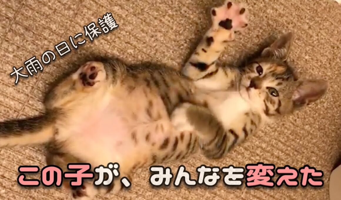 愛される理由が全部つまってる。あめの物語。