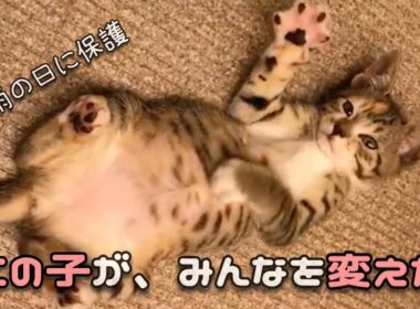 愛される理由が全部つまってる。あめの物語。