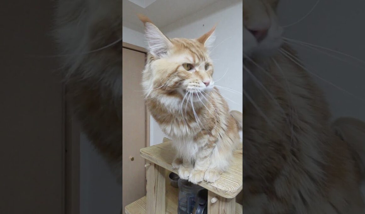 2歳2ヶ月になったメインクーンレッドの翔平君