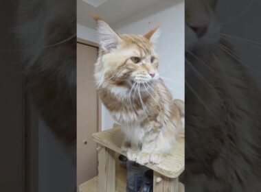 2歳2ヶ月になったメインクーンレッドの翔平君