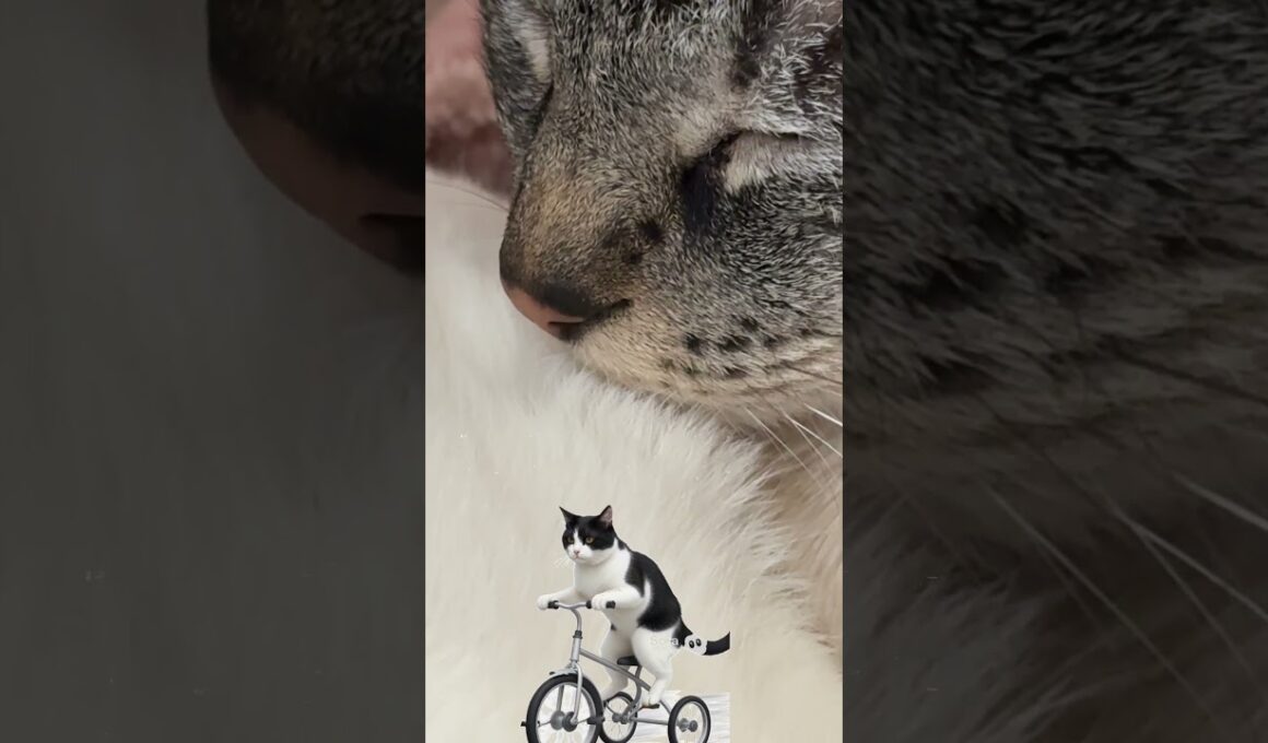 特等席で寝るシャムとら