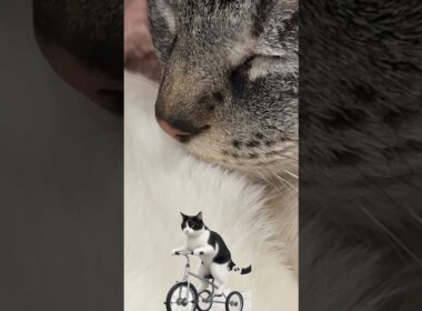 特等席で寝るシャムとら