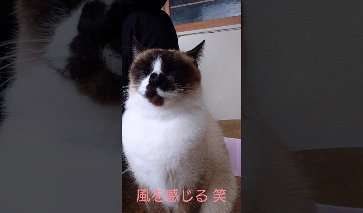 シャム猫さんのAM🐾 #猫 #ねこ #Shorts #cat