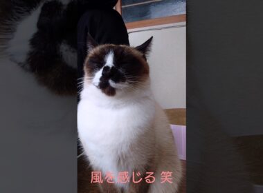 シャム猫さんのAM🐾 #猫 #ねこ #Shorts #cat