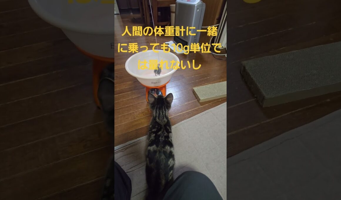 ちょっと減った今日のキビ。体重1160g #cat #kitten #猫 #子猫 #仔猫 #子猫の体重 #ibukikohaku #癒し #子ネコ  #shorts #保護猫 #2025年12月11日