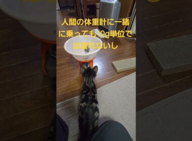 ちょっと減った今日のキビ。体重1160g #cat #kitten #猫 #子猫 #仔猫 #子猫の体重 #ibukikohaku #癒し #子ネコ  #shorts #保護猫 #2025年12月11日