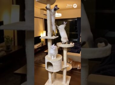 遊ぶ白猫とシャム猫。見ている柴犬。/White Cat & Siamese Cat Play While a Shiba Inu Watches #猫動画  #柴犬動画