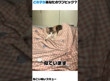 そっくり親子と子猫ジャンプ…あなたのワンピックは？