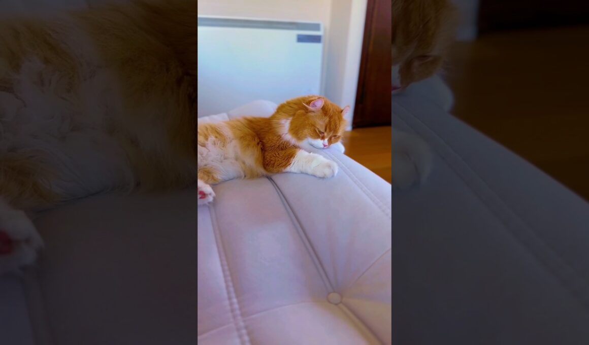 #猫 #猫のいる暮らし #アメリカンカール #リーンロゼ