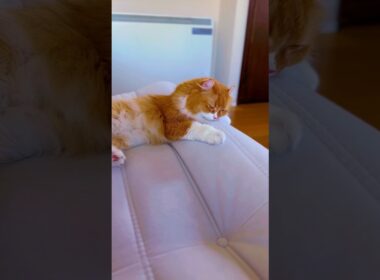 #猫 #猫のいる暮らし #アメリカンカール #リーンロゼ