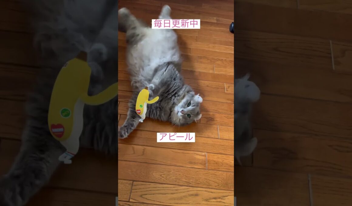 催促の朝 #ねこ動画 #アメリカンカール #ねこ
