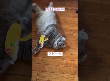 催促の朝 #ねこ動画 #アメリカンカール #ねこ