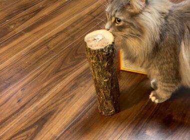 椎茸の収穫まで一緒に経過を見る猫　サイベリアン