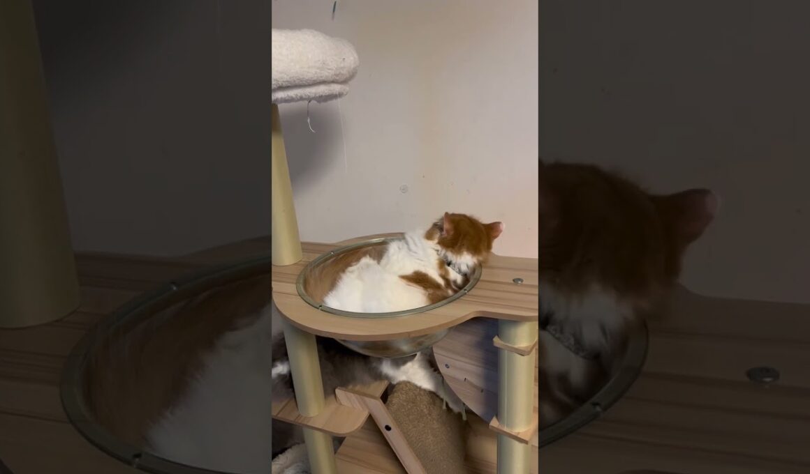 クネクネきなこ😸