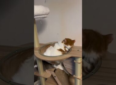 クネクネきなこ😸