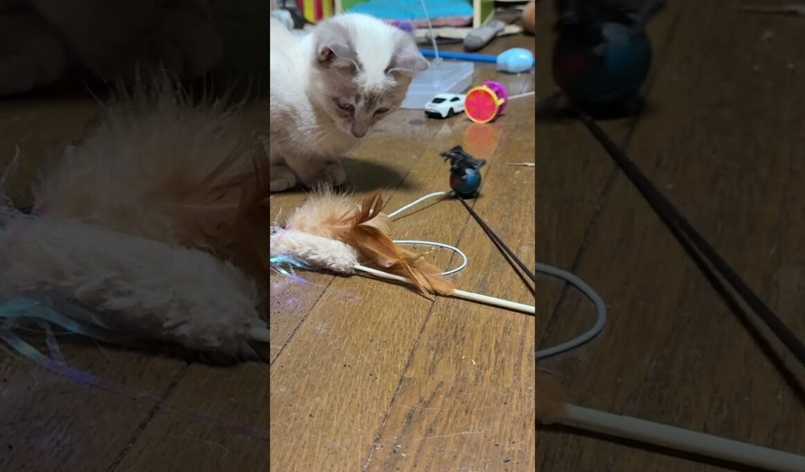 ゴジラvsシャムの子ネコ雫