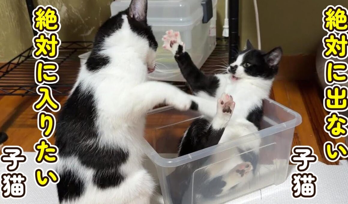 【仁義なき戦い】今日もわちゃわちゃな子猫たち