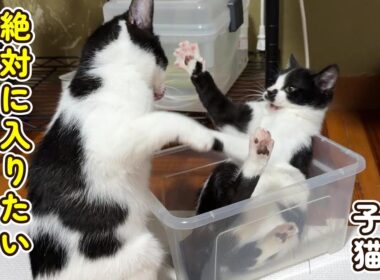 【仁義なき戦い】今日もわちゃわちゃな子猫たち