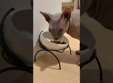 食事中の猫スルタンとアレクサンドラ【スフィンクス】