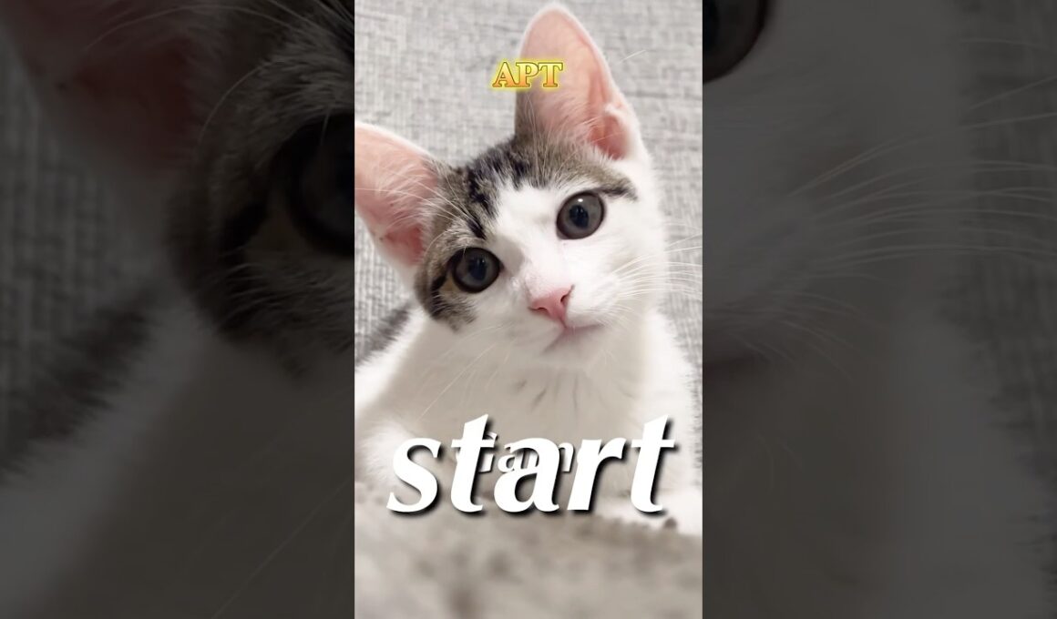 2025上半期TikTokメドレーらしい#キジ白#三毛猫#ロシアンブルー