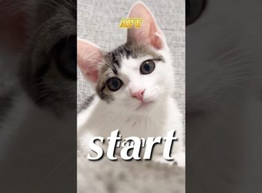 2025上半期TikTokメドレーらしい#キジ白#三毛猫#ロシアンブルー