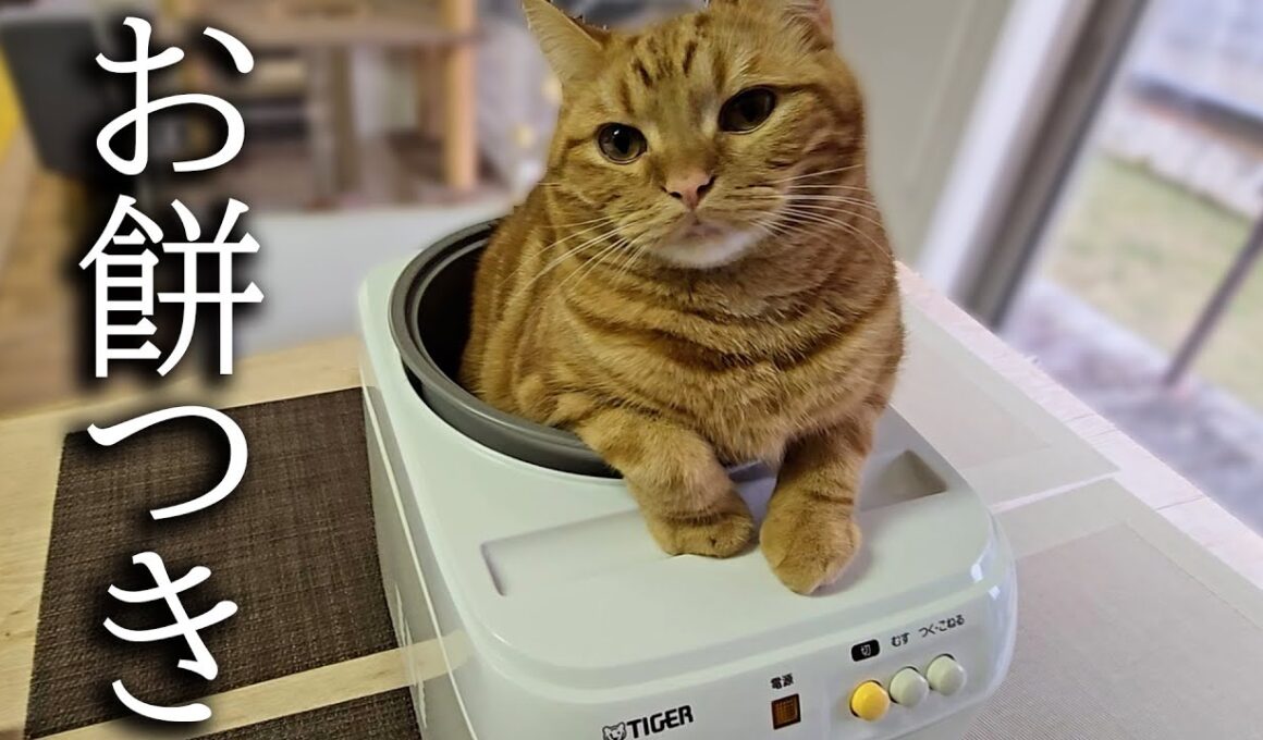 餅つき機を占領して動かない子猫をそのまま餅にしたらこうなりました...