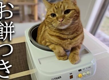 餅つき機を占領して動かない子猫をそのまま餅にしたらこうなりました...