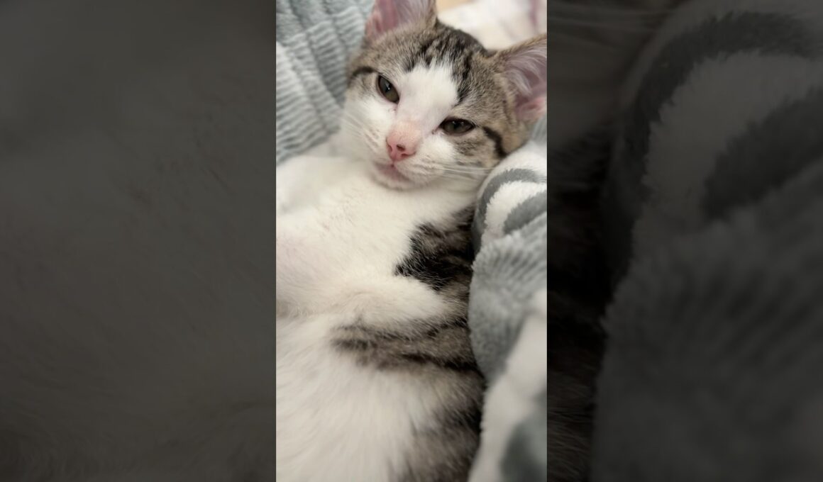 寝起きの子猫 #子猫 #こねこ#かわいい猫 #猫の鳴き声